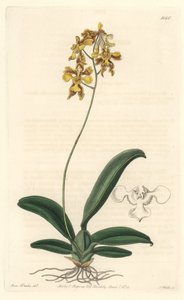 Orchidee oncidium geel, inheems in Brazilië