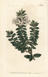 Ouessant mirte of elliptische veronica - Kruisbladige ereprijs, Veronica decussata
