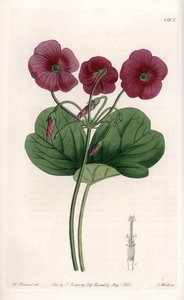 Oxalis de Bowie door Sydenham Teast Edwards
