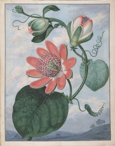 Passiebloem, 1799