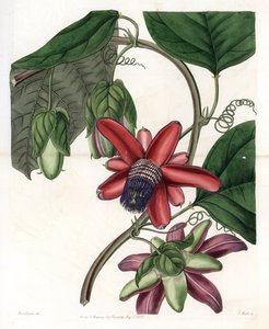 Passie Variete - Plaat gegraveerd door S.Watts, naar een illustratie van Sarah Anne Drake (1803-1857), uit het Botanical Register van Sydenham Edwards (1768-1819), Engeland