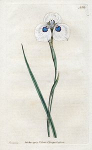 Pauw Iris