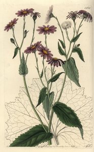 Pericallis tussilaginis (Hoefbladbladige kruiskruid, Senecio tussilaginis) door Sydenham Teast Edwards