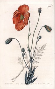 Perzische Papaver Variëteit - Gegraveerd door S.Watts, naar een illustratie van Sarah Anne Drake (1803-1857), uit het Botanisch Register van Sydenham Edwards (1768-1819), Engeland