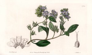 Phacelia, endemisch in Californië - Gegraveerd door S. Watts, naar een illustratie van Sarah Anne Drake (1803-1857), uit het Botanical Register van Sydenham Edwards (1768-1819), Engeland door Sydenham Teast Edwards