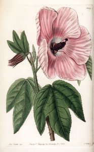 Roze hibiscus door Sydenham Teast Edwards