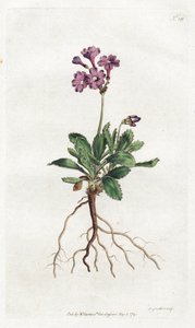 Primevere marginee - Lithografie door Sydenham Edwards (1768-1819), plaat uit William Curtis