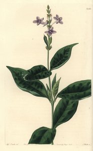Pseuderanthemum faecundum (Ever-blowing eranthemum, Eranthemum faecundum) door Sydenham Teast Edwards