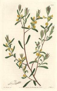 Pultanea flexilis, afkomstig uit Australië - Sterk water door S. Watts naar een illustratie van Sarah Anne Drake (1803-1857), uit het Botanical Register door Sydenham Teast Edwards