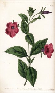 Paarse bloem petunia - Plaat gegraveerd door S.Watts, naar een illustratie van Sarah Anne Drake (1803-1857), uit het Botanical Register van Sydenham Edwards (1768-1819), Engeland door Sydenham Teast Edwards
