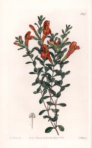 Rode Clinopode variëteit - Gegraveerd door S. Watts, naar een illustratie van Sarah Anne Drake (1803-1857), uit het Botanical Register van Sydenham Edwards (1768-1819), Engeland