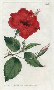 Rose de Chine - Lithografie door Sydenham Edwards (1768-1819), plaat uit William Curtis