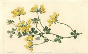 Zandlotus door Sydenham Teast Edwards