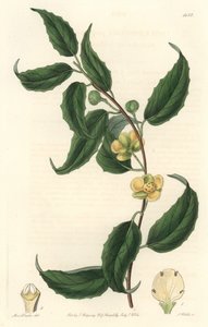 Schisandra heeft gele bloemen, afkomstig uit Nepal door Sydenham Teast Edwards