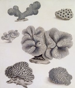 Schelpjes en mariene flora door Sydenham Teast Edwards