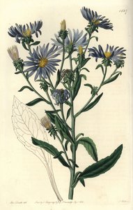 Aster spectabilis door Sydenham Teast Edwards