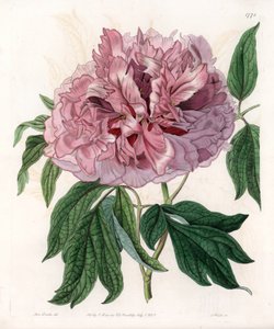 Struikpioen of schapepioen - Gegraveerde plaat door S. Watts, naar een illustratie van Sarah Anne Drake (1803-1857), uit het Botanical Register van Sydenham Edwards (1768-1819), Engeland door Sydenham Teast Edwards