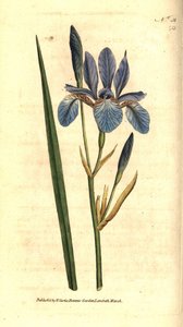 Siberische Iris - Siberische iris, Iris sibirica