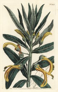 Siphocampylus giganteus, bedreigd (Gigantische lobelia, Lobelia gigantea). Handgekleurde kopergravure door F. Sansom Jr. naar een illustratie van Sydenham Edwards uit William Curtis