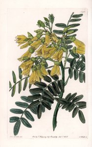 Zuid-Amerikaanse sophora variëteit