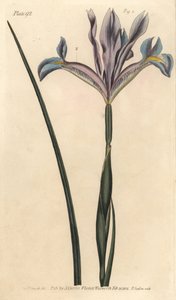 Spaanse iris, Iris xiphium. Handgekleurde kopergravure door F. Sansom van een botanische illustratie door Sydenham Edwards voor William Curtis