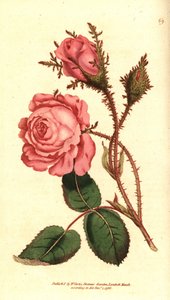 Sprankelende roos - Roze mos, Rosa centifolia f. muscosa (Rosa muscosa) door Sydenham Teast Edwards