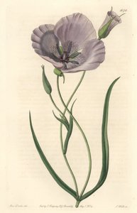 Prachtige calochorte (prachtige mariposa), inheems in Californië