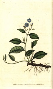 Voorjaarsomphalodes of Printaniere Kleine Bernagie - uit William Curtis