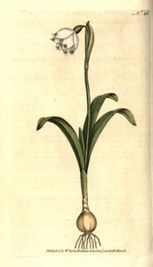 Lenteklokje, Leucojum vernum