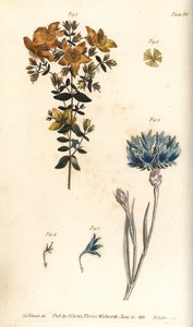 Sint-janskruid, Hypericum perforatum, Polyadelphia door Sydenham Teast Edwards