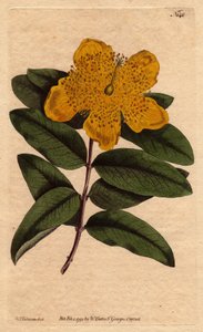 Sint-Janskruid met brede gele bloemen. Grootbloemig Sint-Janskruid met gele bloemen. Hypericum calycinum. Handgekleurde kopergravure van een botanische illustratie door Sydenham Edwards uit William Curtis