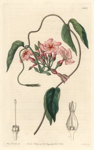 Stellaire echite, inheems in Brazilië door Sydenham Teast Edwards