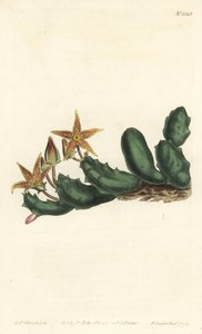Stisseria geminata (Twee-bloemige stapelia, Stapelia geminata). Handgekleurde kopergravure door F. Sansom Jr. naar een illustratie van Sydenham Edwards uit William Curtis