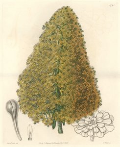 Vetplant, bloem van Aenium, afkomstig van de Canarische Eilanden - Sterk water door S. Watts naar een illustratie van Sarah Anne Drake (1803-1857), uit het Botanical Register