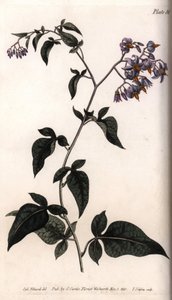 Zoete bitter of bitterzoete nachtschade. Gekleurde kopergravure, illustratie door Sydenham Edwards voor Conferences of Botanical, Botanical Garden of Lambeth door Sydenham Teast Edwards