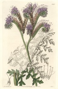 Tansy leaf phacelia, afkomstig uit Californië - Water forte door S. Watts uit een illustratie van Sarah Anne Drake (1803-1857), uit het Botanical Register door Sydenham Teast Edwards