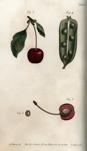 De peulvrucht van de erwt en sectie van de vrucht van de kers, uit Botanical Conferences door Sydenham Teast Edwards