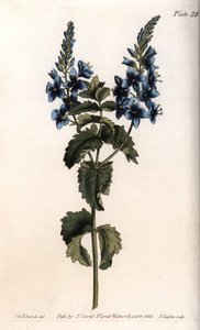 De veronica kleine eik of valse gamander