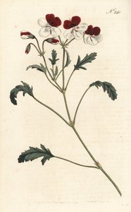 Driekleurige ooievaarsbek, Pelargonium tricolor - uit William Curtis