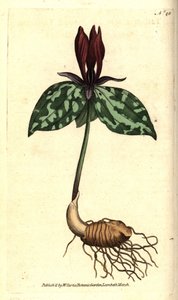 Trillium sessile