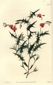 Driehoekige chorozema, Chorozema triangulare