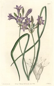 Triteleia of brodiacea lache, uit het Botanical Register door Sydenham Teast Edwards