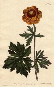 Trollius asiaticus door Sydenham Teast Edwards