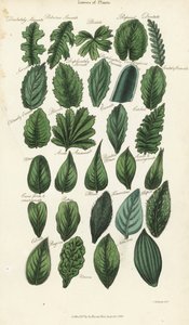 Soorten bladeren van planten