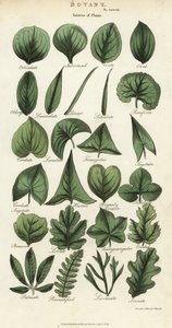 Soorten bladeren van planten. Handgekleurde kopergravure naar Sydenham Edwards uit John Mason Good