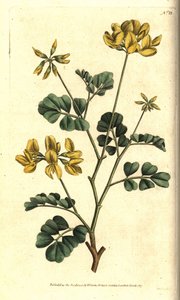 Valencia Coronilla - Schorpioenwikke, Coronilla valentina subsp. glauca (Zeegroene of daggeurende coronilla, Coronilla glauca). Handgekleurde kopergravure naar een botanische illustratie door Sydenham Edwards uit William Curtis