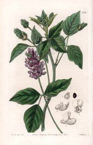 Variete de Psoralea - uit het Botanical Register van Sydenham Edwards (1768-1819), Engeland