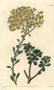 Variëteit van huislook, Sempervivum villosum