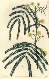 Varieteit van acacia - Varenbladige acacia, Acacia pentadenia