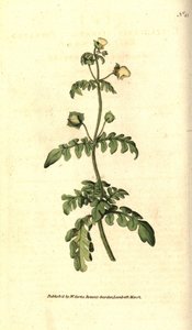 Calceolaria